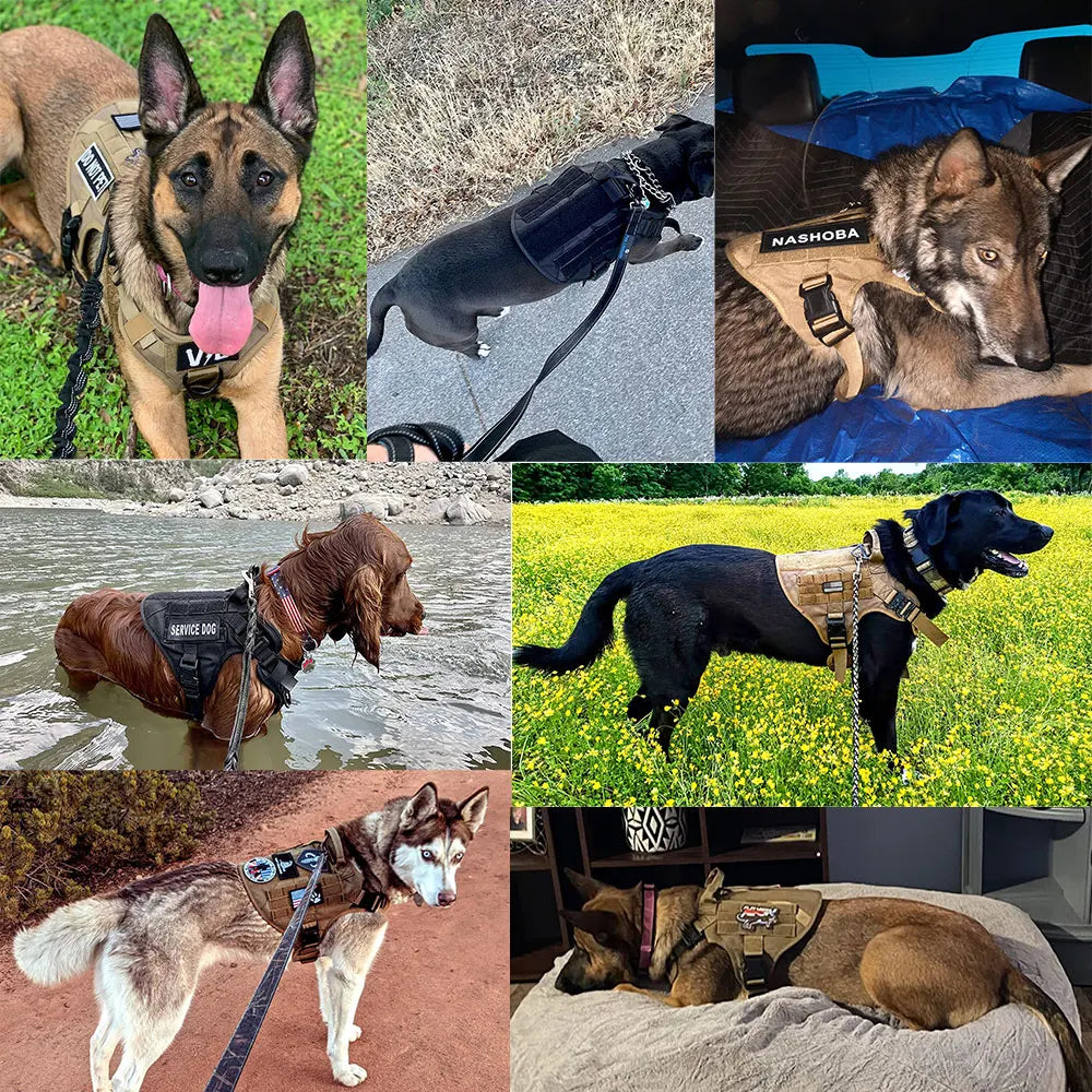 Nylon Dog Harness And Leash Set Training Vest And Collar